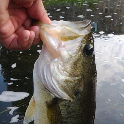 lake simcoe jumbo perch